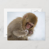 Carte Postale Bébé Japonais Macaque | Singe des neiges (Devant / Derrière)