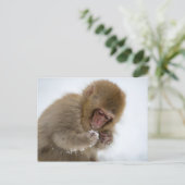 Carte Postale Bébé Japonais Macaque | Singe des neiges (Debout devant)