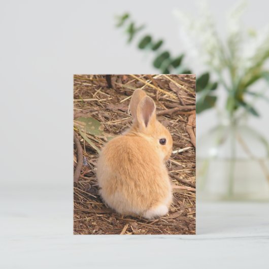 Carte Postale Bébé Lapin (Debout devant)