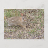 Carte Postale Bébé Lapin Posing (Devant)