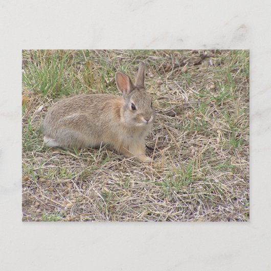 Carte Postale Bébé Lapin Posing (Devant)