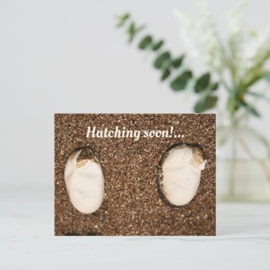 Carte Postale Bébé Learded Dragons Hatching! (Debout devant)