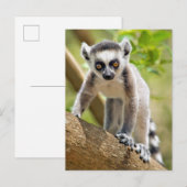 Carte Postale Bébé lémurien à queue annelée (Devant / Derrière)