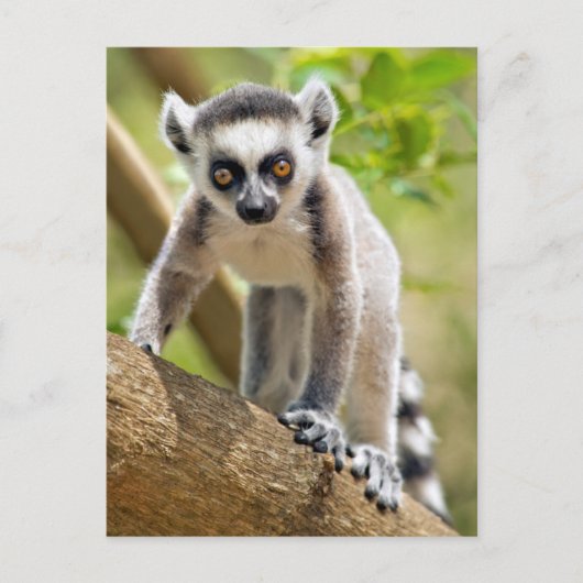 Carte Postale Bébé lémurien à queue annelée (Devant)