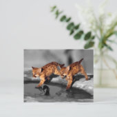 Carte Postale Bébé léopards (Debout devant)