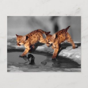 Carte Postale Bébé léopards