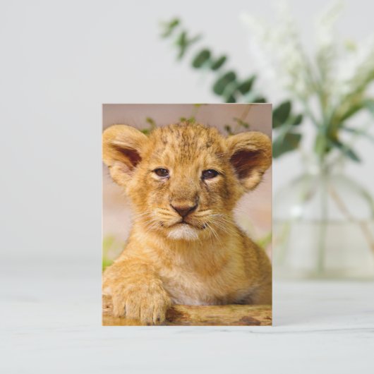 Carte Postale Bébé Lion Cub (Debout devant)