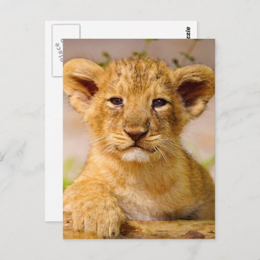 Carte Postale Bébé Lion Cub (Devant / Derrière)