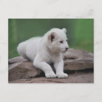 Bébé lionceau blanc 2
