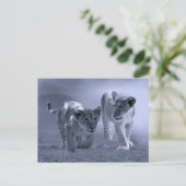Carte Postale Bébé lionceau en jeu (Debout devant)