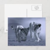 Carte Postale Bébé lionceau en jeu (Devant / Derrière)