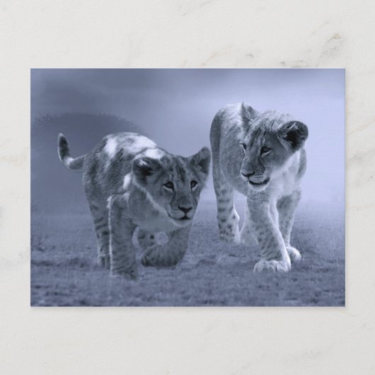 Carte Postale Bébé lionceau en jeu (Devant)