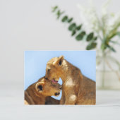 Carte Postale Bébé lions amour (Debout devant)