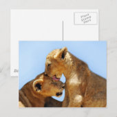 Carte Postale Bébé lions amour (Devant / Derrière)