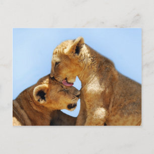 Carte Postale Bébé lions amour
