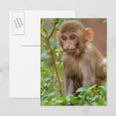 Carte Postale Bébé Macaque Rhésus, Temple du Singe, Jaipur (Devant / Derrière)