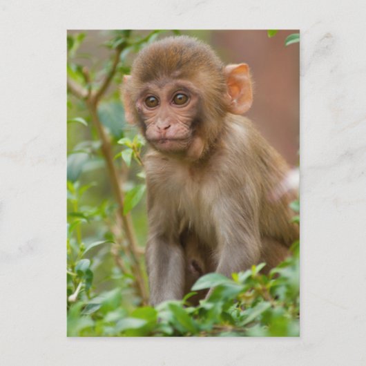 Carte Postale Bébé Macaque Rhésus, Temple du Singe, Jaipur (Devant)