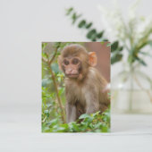 Carte Postale Bébé Macaque Rhésus, Temple du Singe, Jaipur (Debout devant)