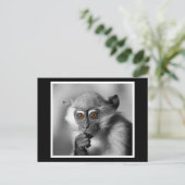 Carte Postale Bébé Mangabey Singe (Debout devant)