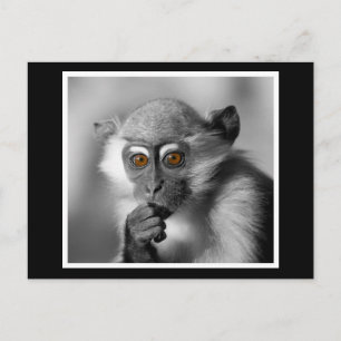 Carte Postale Bébé Mangabey Singe