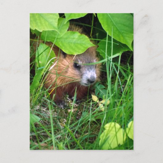 Carte Postale Bébé Marmotte Petite Hull Québec Canada (Devant)