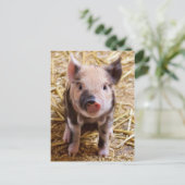 Carte Postale Bébé mignon Animaux de la ferme des porcs Barnyard (Debout devant)
