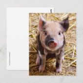 Carte Postale Bébé mignon Animaux de la ferme des porcs Barnyard (Devant / Derrière)
