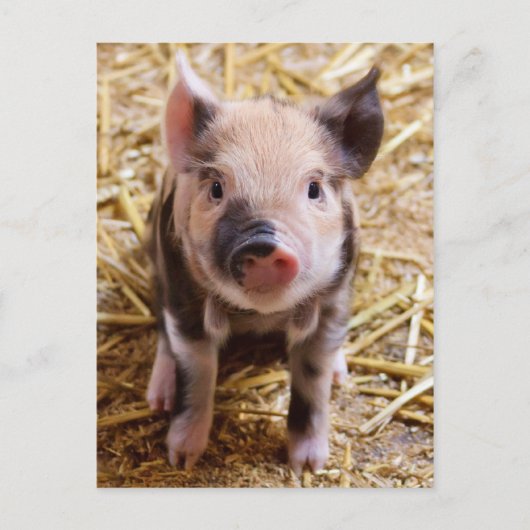 Carte Postale Bébé mignon Animaux de la ferme des porcs Barnyard (Devant)