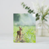 Carte Postale Bébé mignon cerf Fawn dans l'herbe Nature Photogra (Debout devant)