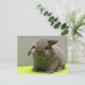 Carte Postale Bébé mignon Holland Lop (Debout devant)