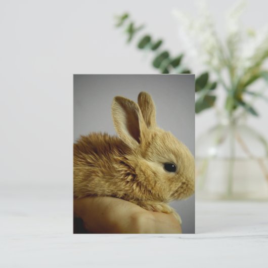 Carte Postale Bébé mignon lapin à la main (Debout devant)