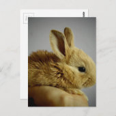 Carte Postale Bébé mignon lapin à la main (Devant / Derrière)