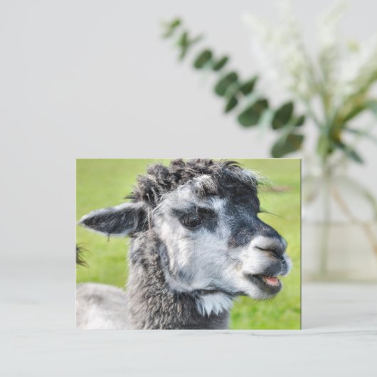 Carte Postale Bébé mignon Llama (Debout devant)