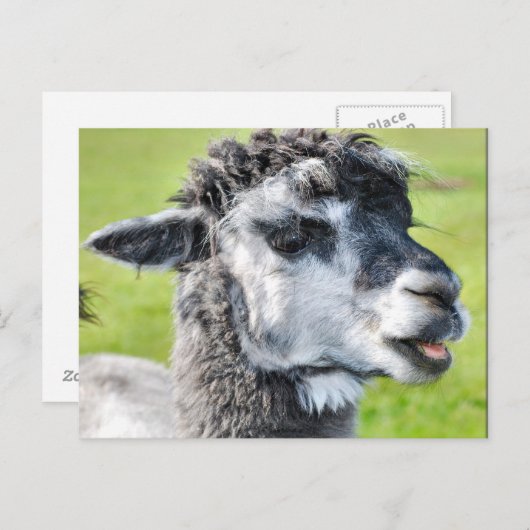 Carte Postale Bébé mignon Llama (Devant / Derrière)