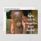 Carte Postale Bébé mignon Orangutan Orphan (Devant / Derrière)