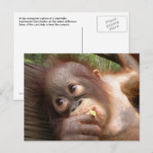 Carte Postale Bébé mignon Orangutan Rêves de maman (Devant / Derrière)