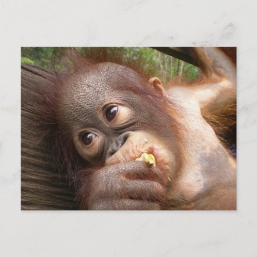 Carte Postale Bébé mignon Orangutan Rêves de maman (Devant)