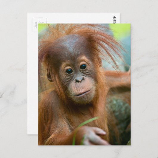 Carte Postale Bébé mignon Orangutan vue droit devant (Devant / Derrière)