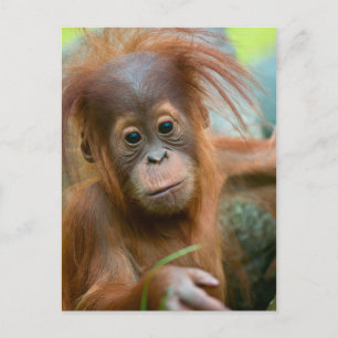Carte Postale Bébé mignon Orangutan vue droit devant