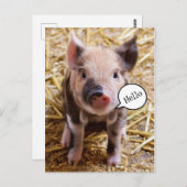 Carte Postale Bébé mignon porc dire Bonjour (Devant / Derrière)