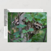 Carte Postale Bébé mignon Raccoons (Devant / Derrière)