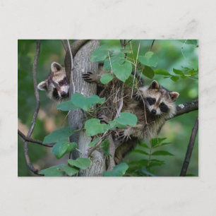 Carte Postale Bébé mignon Raccoons