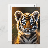 Carte Postale Bébé mignon Tiger Cub (Devant / Derrière)