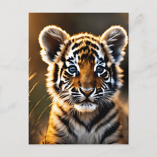 Carte Postale Bébé mignon Tiger Cub (Devant)