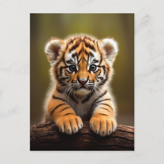 Carte Postale Bébé mignon tigre (Devant)