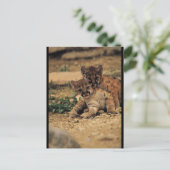 Carte Postale Bébé mignon Tigres (Debout devant)