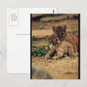 Carte Postale Bébé mignon Tigres (Devant / Derrière)