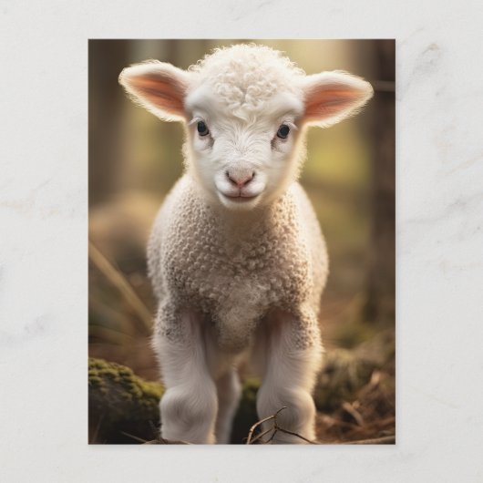 Carte Postale Bébé mignonne Lampe Ewe - Animaux de ferme amusant (Devant)