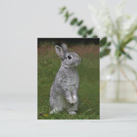 Carte postale Bébé mignonne lapin (Debout devant)