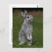 Carte postale Bébé mignonne lapin (Devant / Derrière)
